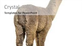  Presentation with silver - Slide set having medium-silver-grey-alpaca-lama background and a white colored foreground