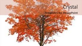  Presentation with electricity and banana tree - PPT theme enhanced with medium straight autumn maple tree background and a coral colored foreground