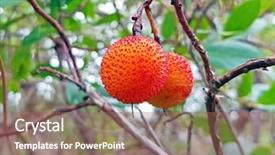  Presentation with coconut tree fruits - Beautiful PPT layouts featuring medronho fruits on a tree backdrop and a coral colored foreground