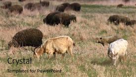  Presentation with babies feeding - Colorful presentation design enhanced with meekness - goats feeding on grass backdrop and a  colored foreground