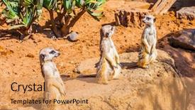  Presentation with live - PPT layouts with meerkat - charming mongoose surikata surikatta live background and a yellow colored foreground