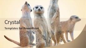  Presentation with purple brown spring - Colorful PPT theme enhanced with meerkat - suricata on brown background backdrop and a soft green colored foreground