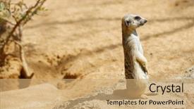  Presentation with zoo animal cartoon - Colorful presentation design enhanced with meerkat in a zoo animal backdrop and a coral colored foreground
