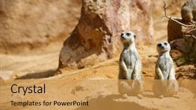  Presentation with zoo animal cartoon - Presentation design consisting of meerkat in a zoo animal background and a  colored foreground