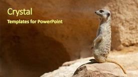  Presentation with zoo - Cool new slide deck with meerkat in a zoo animal backdrop and a  colored foreground