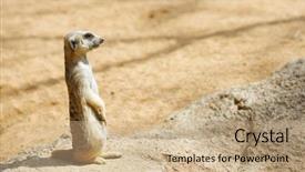  Presentation with zoo animal cartoon - PPT theme having meerkat in a zoo animal background and a  colored foreground