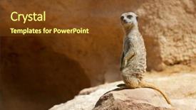  Presentation with zoo animal cartoon - Presentation theme with meerkat in a zoo animal background and a tawny brown colored foreground