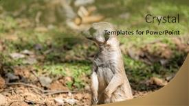  Presentation with zoo - Slide deck having meerkat-in-the-zoo-park background and a gold colored foreground