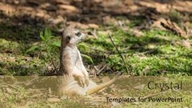  Presentation with zoo - Presentation theme consisting of meerkat-in-the-zoo-park background and a yellow colored foreground