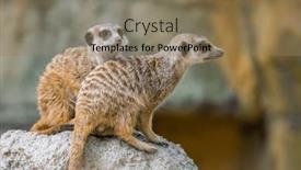  Presentation with zoo - PPT layouts consisting of meerkat-in-the-zoo-park background and a coral colored foreground
