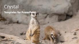  Presentation with zoo - Presentation theme having meerkat-in-the-zoo-park background and a gray colored foreground