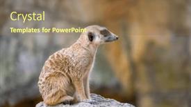  Presentation with zoo - Slide deck consisting of meerkat-in-the-zoo-park background and a coral colored foreground