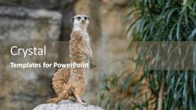  Presentation with zoo - Presentation theme featuring meerkat-in-the-zoo-park background and a gray colored foreground