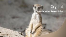  Presentation with zoo - Presentation theme having meerkat-in-the-zoo-park background and a gray colored foreground