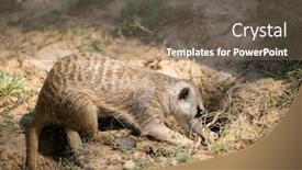  Presentation with zoo - Theme consisting of meerkat-in-the-zoo-park and a violet colored foreground