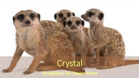  Presentation with babies - Slide deck consisting of meerkat-or-suricate-suricata-suricatta background and a tawny brown colored foreground