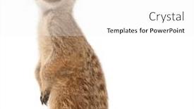  Presentation with greek column front - PPT layouts with meerkat-or-suricate-suricata-suricatta background and a white colored foreground