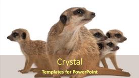  Presentation with babies - Colorful slide deck enhanced with meerkat-or-suricate-suricata-suricatta backdrop and a tawny brown colored foreground