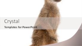  Presentation with front of burj khalifa - Amazing slides having meerkat-or-suricate-suricata-suricatta backdrop and a light gray colored foreground