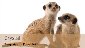  Presentation with mother baby - Beautiful PPT theme featuring meerkat-or-suricate-suricata-suricatta backdrop and a coral colored foreground