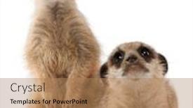  Presentation with mother baby - PPT layouts consisting of meerkat-or-suricate-suricata-suricatta background and a coral colored foreground