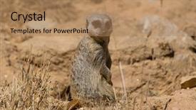  Presentation with danger - Slide set featuring meerkat or suricate watching background and a coral colored foreground