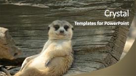  Presentation with relaxing - Presentation theme enhanced with meerkat sitting and relaxing background and a tawny brown colored foreground