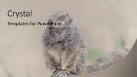  Presentation with judicial branch - Colorful slide set enhanced with meerkat sitting on a branch backdrop and a  colored foreground