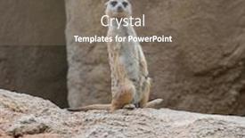  Presentation with alert - PPT theme with meerkat standing upright and looking alert background and a violet colored foreground