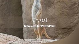  Presentation with alert - Theme with meerkat standing upright and looking alert outdoor background and a violet colored foreground