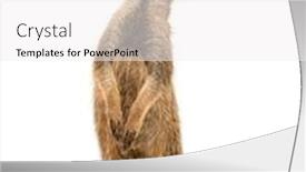  Presentation with looking up at trees from ground - Slide deck consisting of meerkat-standing-upright-looking-up background and a white colored foreground