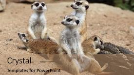  Presentation with wildlife - Presentation featuring meerkat suricata suricatta also known background and a coral colored foreground