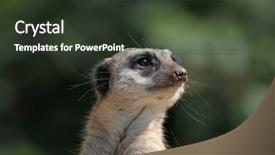  Presentation with animal - Audience pleasing PPT theme consisting of meerkat suricata suricatta also known backdrop and a tawny brown colored foreground