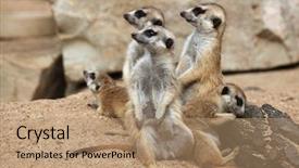  Presentation with wildlife - Amazing presentation design having meerkat suricata suricatta also known backdrop and a coral colored foreground