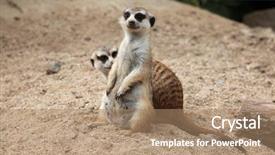 Presentation with safari park beautiful wildlife animal - Presentation theme having meerkat suricata suricatta also known background and a coral colored foreground