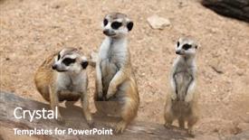  Presentation with wildlife - Audience pleasing presentation consisting of meerkat suricata suricatta also known backdrop and a coral colored foreground
