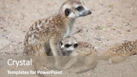  Presentation with animal - Beautiful PPT theme featuring meerkat suricata suricatta also known backdrop and a gray colored foreground