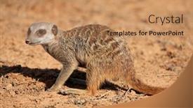  Presentation with south africa - Audience pleasing slide deck consisting of meerkat-suricata-suricatta-foraging backdrop and a coral colored foreground