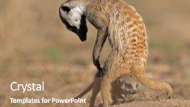  Presentation with south africa - Beautiful PPT theme featuring meerkat suricata suricatta with curious backdrop and a coral colored foreground
