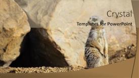  Presentation with predators - PPT theme featuring meerkat-watching-for-predators background and a soft green colored foreground