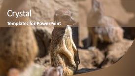  Presentation with wild learning - PPT layouts featuring meerkats in the wild background and a  colored foreground