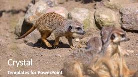  Presentation with wild sex - Colorful slide deck enhanced with meerkats in the wild backdrop and a coral colored foreground
