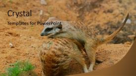  Presentation with zoo - Presentation theme featuring meerkats in zoo background and a coral colored foreground