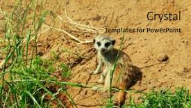  Presentation with zoo - Amazing presentation design having meerkats in zoo backdrop and a yellow colored foreground