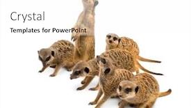  Presentation with white - Slides having meerkats-mob-suricata-suricatta-isolated background and a white colored foreground