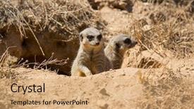  Presentation with danger - Amazing presentation theme having meerkats or suricate watching backdrop and a coral colored foreground