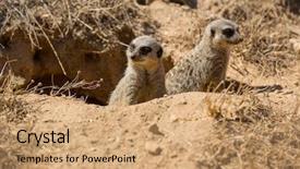  Presentation with danger - PPT layouts enhanced with meerkats or suricate watching background and a coral colored foreground