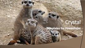  Presentation with keel billed toucan also known - Cool new presentation with meerkats suricata suricatta also known backdrop and a gray colored foreground