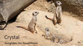  Presentation with keel billed toucan also known - Presentation theme enhanced with meerkats suricata suricatta also known background and a coral colored foreground