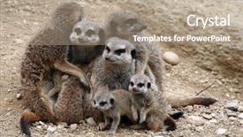  Presentation with keel billed toucan also known - PPT theme enhanced with meerkats suricata suricatta also known background and a coral colored foreground